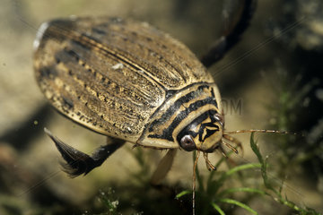Lesser Diving Beetle (Acilius sulcatus) female in a pond  Prairies du Fouzon  Loir-et-Cher  France