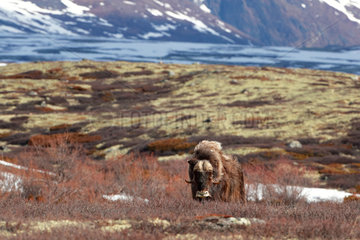 Muskox (Ovibos moschatus) in the tundra  Dovrefjell  Norway
