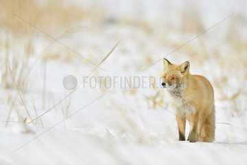 Red fox (Vulpes vulpes) in the snow  Hokkaido  Japan