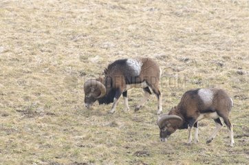 Male European mouflons grazing Savoie France