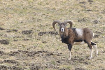 Male European mouflon observing Savoie France