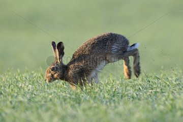 European Hare running in a field and dew France