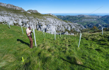 Native trees reforestation in Miera Valley  Valles Pasiegos  Cantabria  Spain  Europe