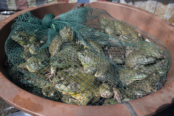 North american Bullfrog (Lithobates catesbeianus) sold in the market of Dali  Yunnan  China