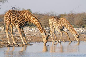 Giraffe drinking at dawn in the Etosha NP Namibia