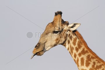 Giraffe tongue out in the Etosha NP in Namibia