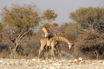 Fight between two young male Giraffe Etosha NP Namibia