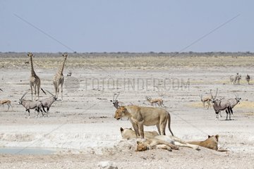 Lions sitting and holding a water in Namibia