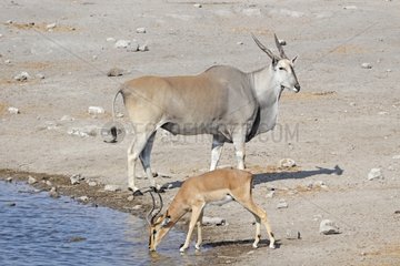Cape Eland and Impala Black-faced in a water Namibia
