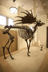Skeleton of an Irish Elk i a Museum New York