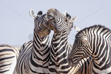 Burchell's Zebras touching their heads Etosha NP Namibia