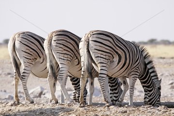 Burchell's Zebras drinking in a puddle Etosha NP Namibia