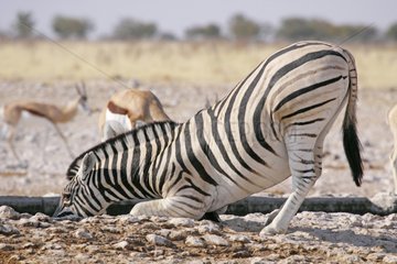 Zebra bending down to drink at a waterhole Namibia