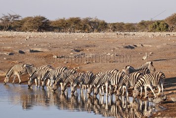 Zebras drinking at a waterhole Etosha NP in Namibia
