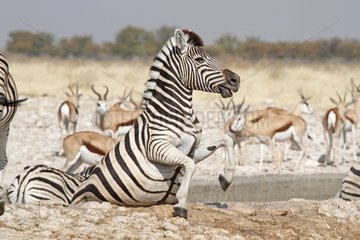 Zebra struggling to get out of a water hole Namibia artificial