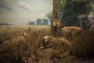 Reconstitution of a group of lions in Tanzania