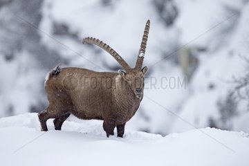 Male Ibex in the snow - Grand Paradisi Alps Italy