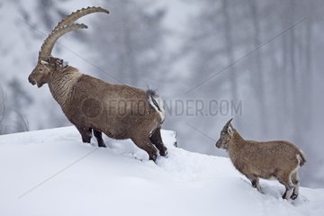 Male Ibex and young in the snow - Grand Paradisi Alps Italy