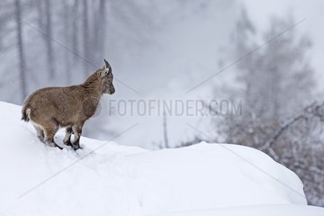 Youn Ibex in the snow - Grand Paradisi Alps Italy