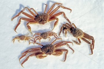 Snow crabs males and females