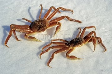 Snow crabs males