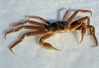 Snow crabs male