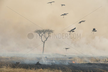 White Stork (Ciconia ciconia) and Abdim's Stork (Ciconia abdimii)  foraging near bush fires  Masai-Mara Reserve  Kenya