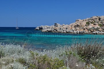Lavezzi Islands Nature Reserve  Bonifacio Region  Corsica  France