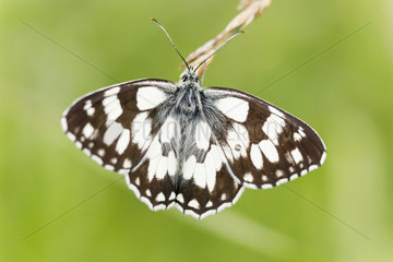 Marbled White butterfly (Melanargia galathea) on a grass  Alsace  France