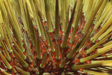 Sea urchin (Paracentrotus lividus)  Tenerife  Canary Islands.