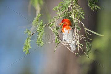 Red-headed weaver (Anaplectes rubriceps) weaving his nest on a branch  Moremi  Okavango delta  Botswana