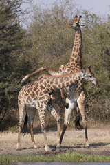 Necking sequence between two males Giraffe (Giraffa camelopardalis) seeking to unbalance  Kruger NP  South Africa
