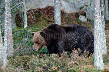 Brown Bear (Ursus arctos) in undergrowth  Sweden