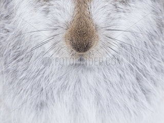 The whiskers of a Mountain Hare (Lepus timidus) in the Cairngorms National Park  UK. A resting Mountain Hare gave me the great opportunity to capture some of the intricate details of his fur and whiskers.