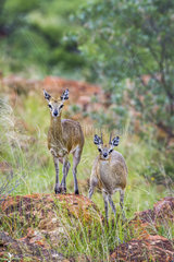 Klipspringer (Oreotragus oreotragus) in Mapungubwe National park  South Africa.