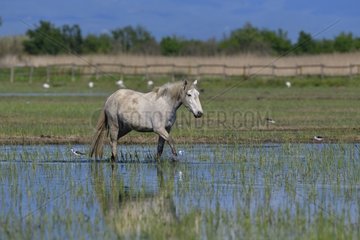Camargue horse in a swamp  Aiguamolls del Emporda  Spain