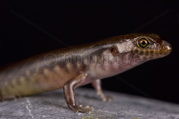 The New Caledonian night skink (Kanakysaurus viviparus) is a recently discovered and described skink species from New Caledonia. They are nocturnal and livebearing.