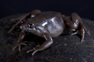 The Costa Rica Nelson frog (Ctenophryne aterrima) is a robust  terrestrial and nocturnal black frog species found in Panama Costa Rica and Ecuador.
