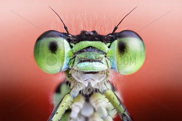 Green eyes damselfly (Zygoptera)  Luzzara  Reggio Emilia  Italy
