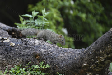 Perny's Long-nosed Squirrel (Dremomys pernyi) on a root  Shanxii  China