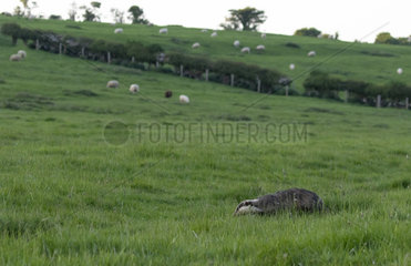 Badger (Meles meles) looking for food in a meadow  England