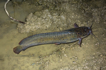 African sharptooth catfish  Clarias gariepinus  crawling out of water. It is a nocturnal fish that feeds on living and dead animal matter. Because of its wide mouth  it is able to swallow relatively large prey whole like large water birds. It is also able to crawl on dry ground to escape drying pools. Further  it is able to survive in shallow mud for long periods of time  between rainy seasons. They have large accessory breathing organs composed of modified gill arches that allow them to breath air. South Africa