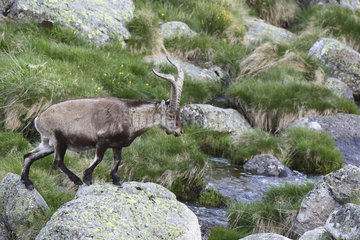 Spanish ibex (Capra pyrenaica) male crossing a stream on the rocks  Sierra de Gredos  Spain