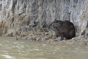 Capybara (Hydrochoerus hydrochaeris) family near a river  Pantanal  Brazil
