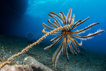 Bennett's Feather Star (Anneissia bennetti) on a whip coral (Cirripathes sp.)  Lembeh Strait  Indonesia