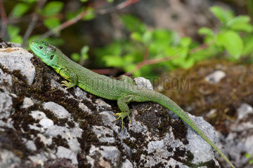 Western Green Lizard (Lacerta bilineata) male  Bollenberg  Haut-Rhin  Alsace  France
