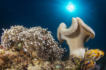 Soft Coral (Sarcophyton sp) and Sea Anemone  Bangka Island  Indonesia