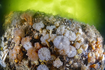Clonal plumose anemone (Metridium senile)  White Sea  Nilmoguba  Republic of Karelia  Russia