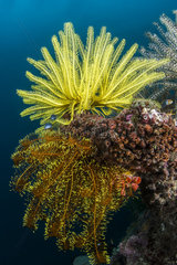 Bennett's Feather Star (Oxycomanthus bennetti) and Noble Feather star (Comanthina nobilis)  off Cebu  Philippines