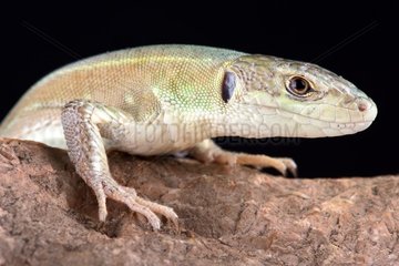 The Corfu green lizard (Lacerta trilineata major) is endemic to Corfu island  part of Greece.